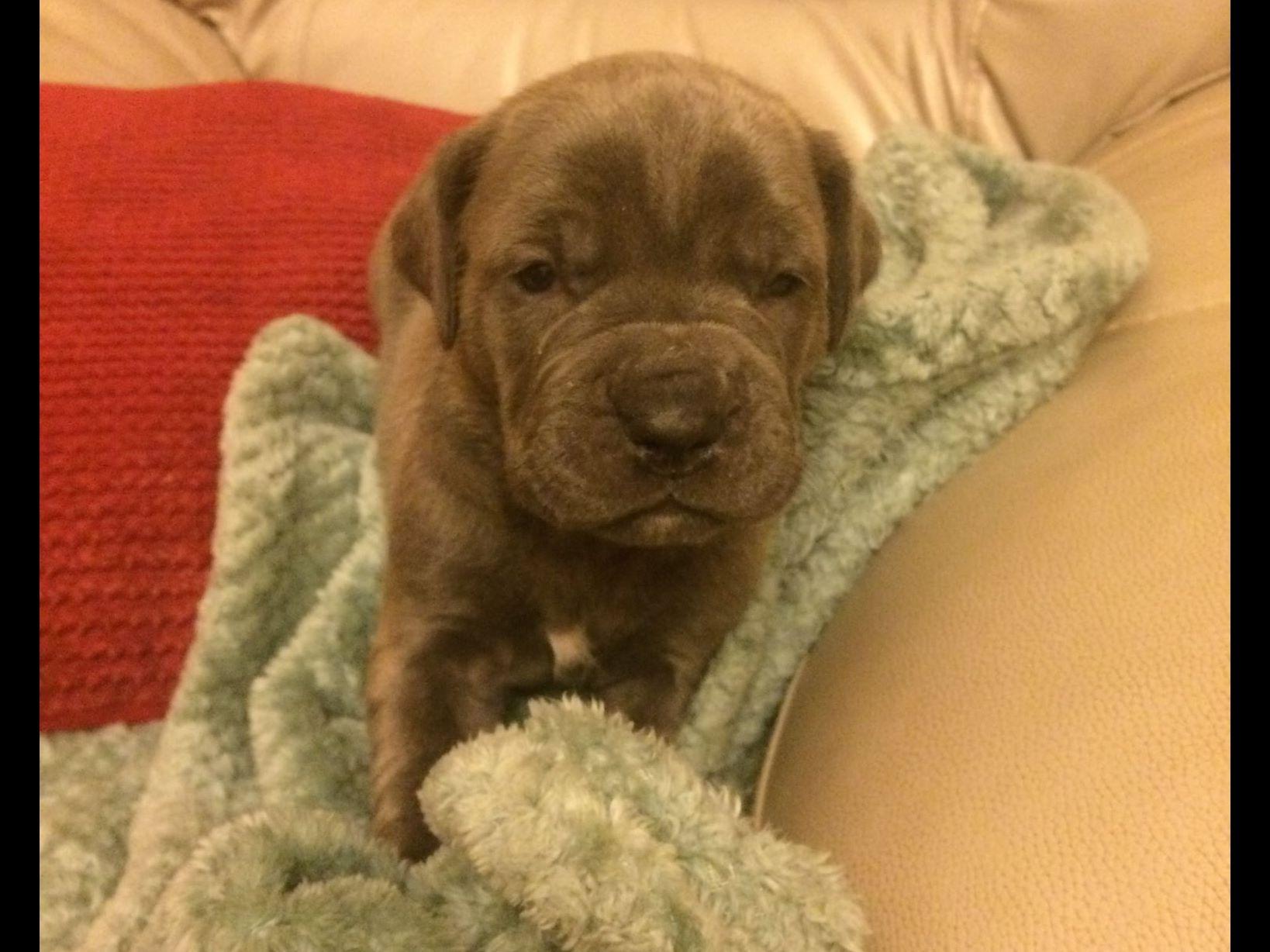 corso puppies for sale in houston sydney houston corso puppies for sale corso puppies for sale in houston sydney houston corso puppies for sale