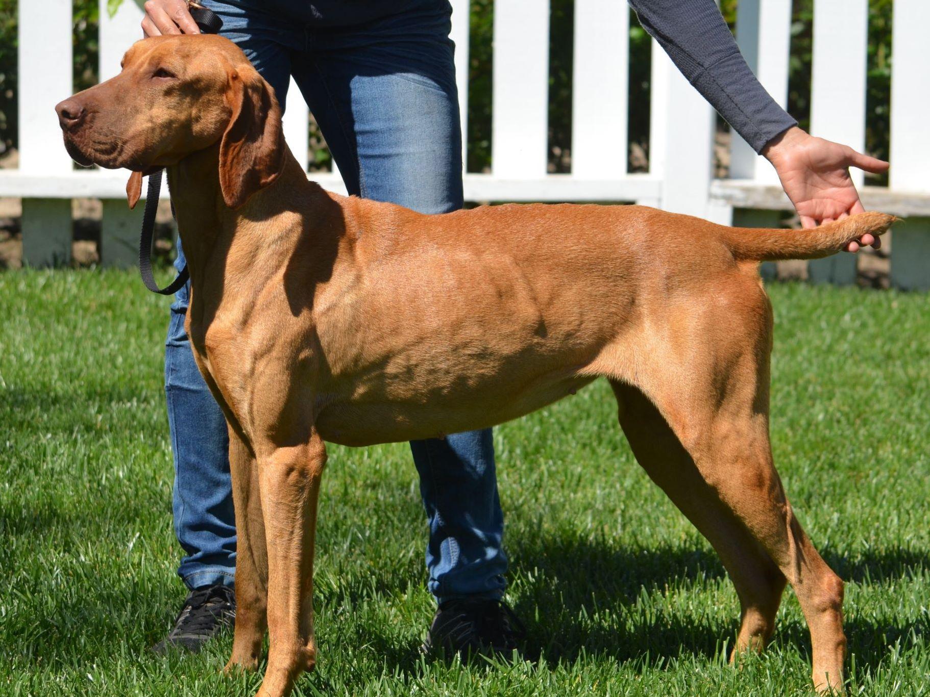 Golden Meadows Retrievers Vizsla Puppies For Sale