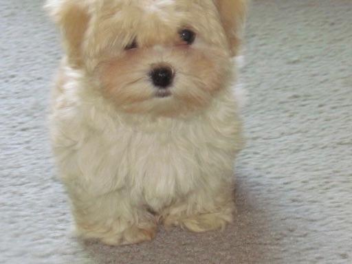 alderon havanese alderon farm puppies for sale alderon havanese alderon farm puppies for sale