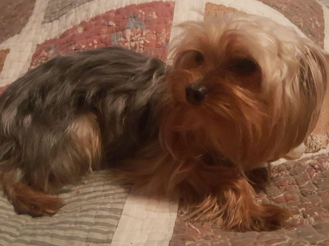 do yorkies dew claws valerie brown terrier puppies for sale do yorkies dew claws valerie brown terrier puppies for sale