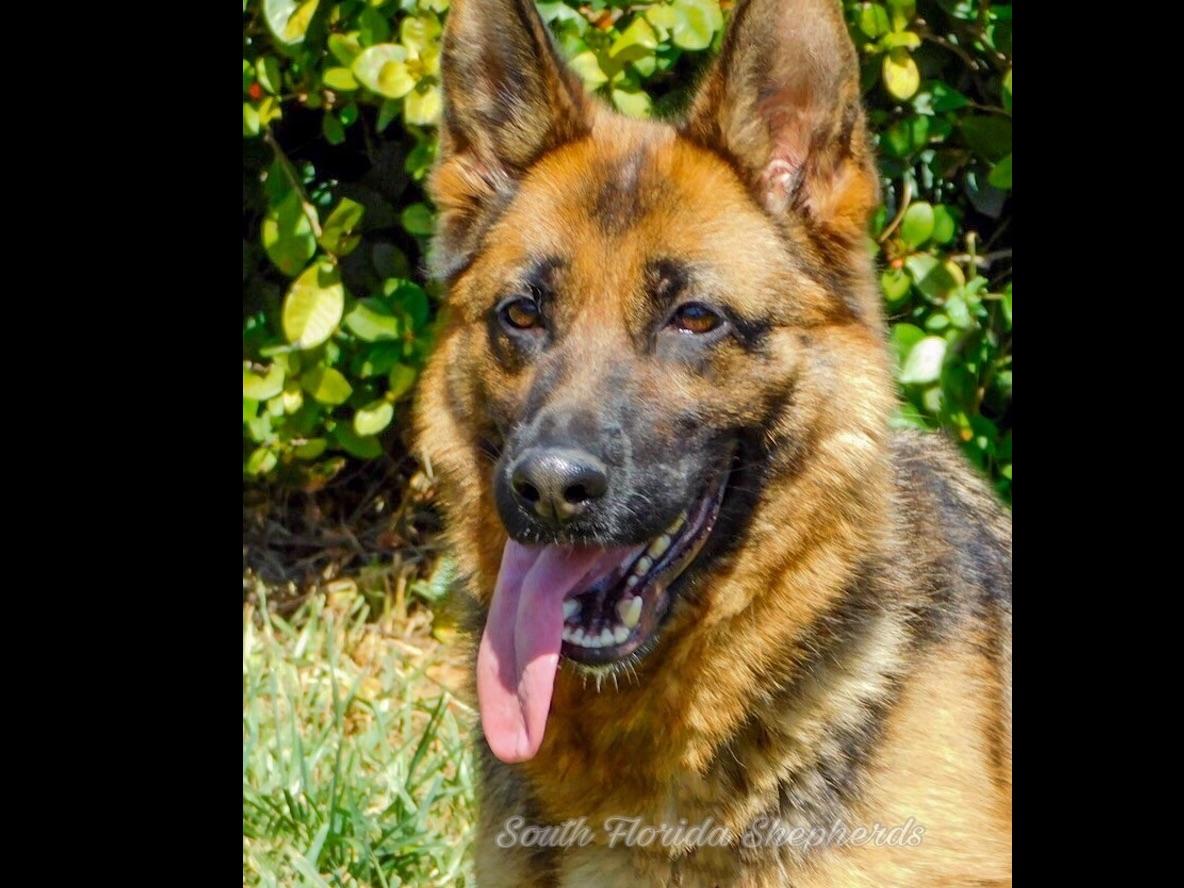 german shepherd puppies for sale in south florida south florida shepherds german shepherd puppies for sale german shepherd puppies for sale in south florida south florida shepherds german shepherd puppies for sale