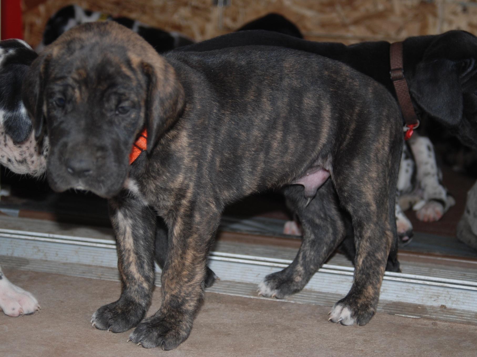 Brickhouse Danes Puppies For Sale