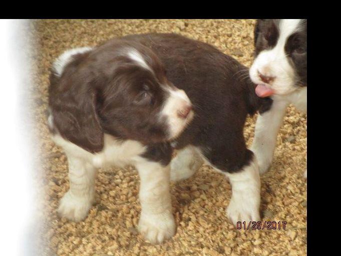 Springer Spaniels Of McCormick English Springer Spaniel Puppies For Sale