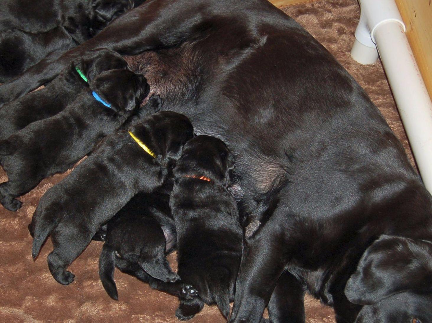 barnes puppy kennels brad barnes labrador retriever puppies for sale barnes puppy kennels brad barnes labrador retriever puppies for sale