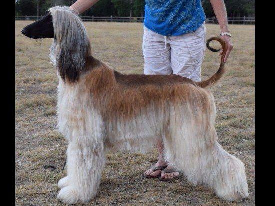akc afghan hound puppies for sale komar afghan hounds afghan hound puppies for sale akc afghan hound puppies for sale komar afghan hounds afghan hound puppies for sale