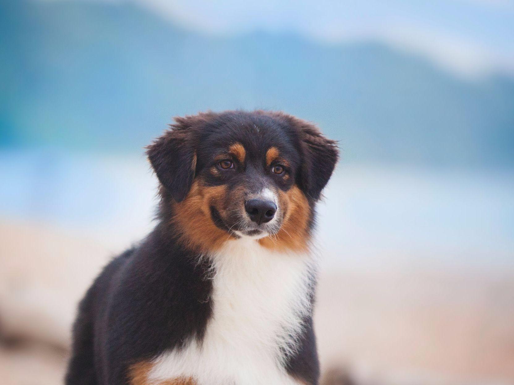 Laconia Australian Shepherds Puppies For Sale