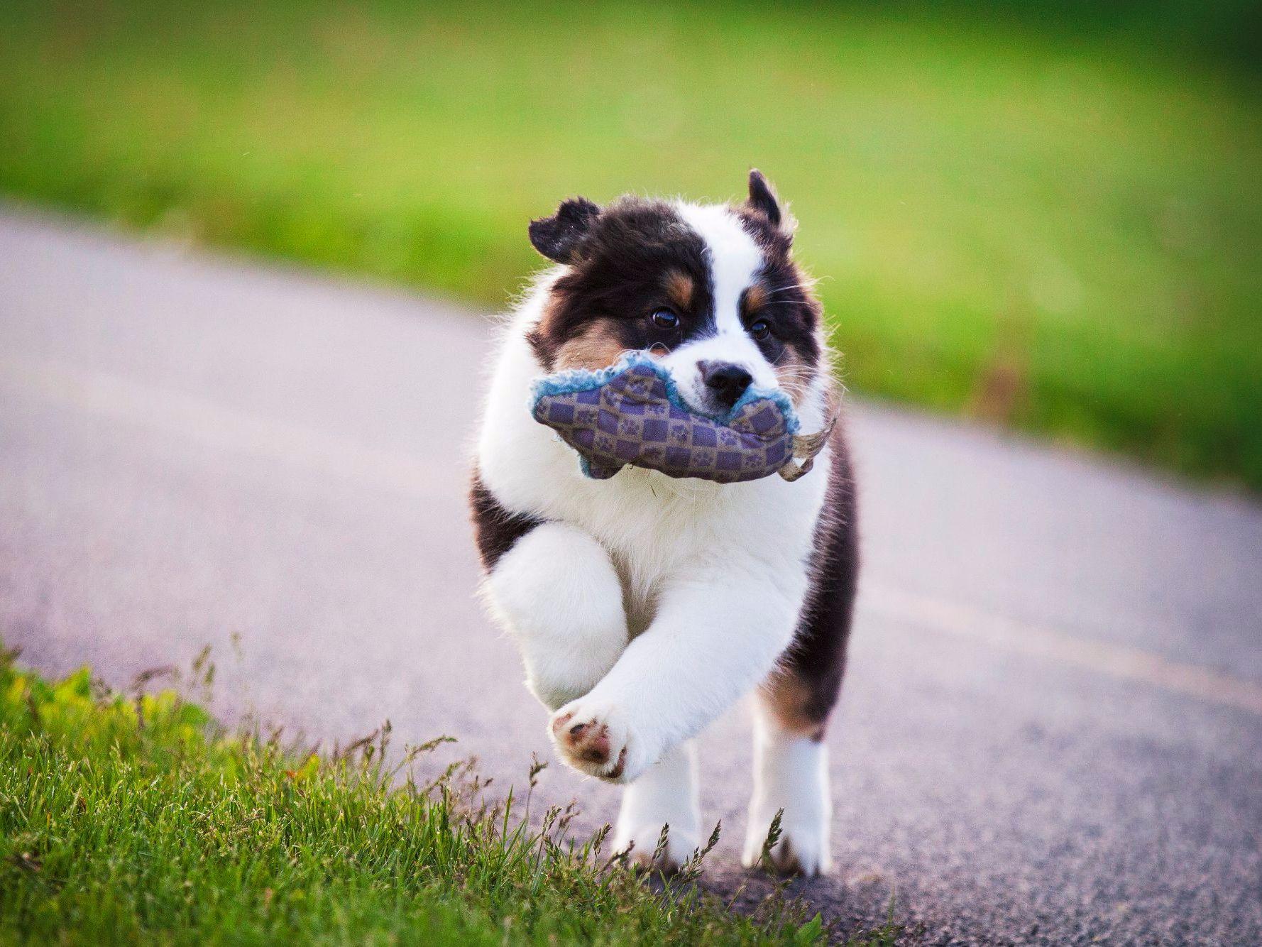 Laconia Australian Shepherds Puppies For Sale