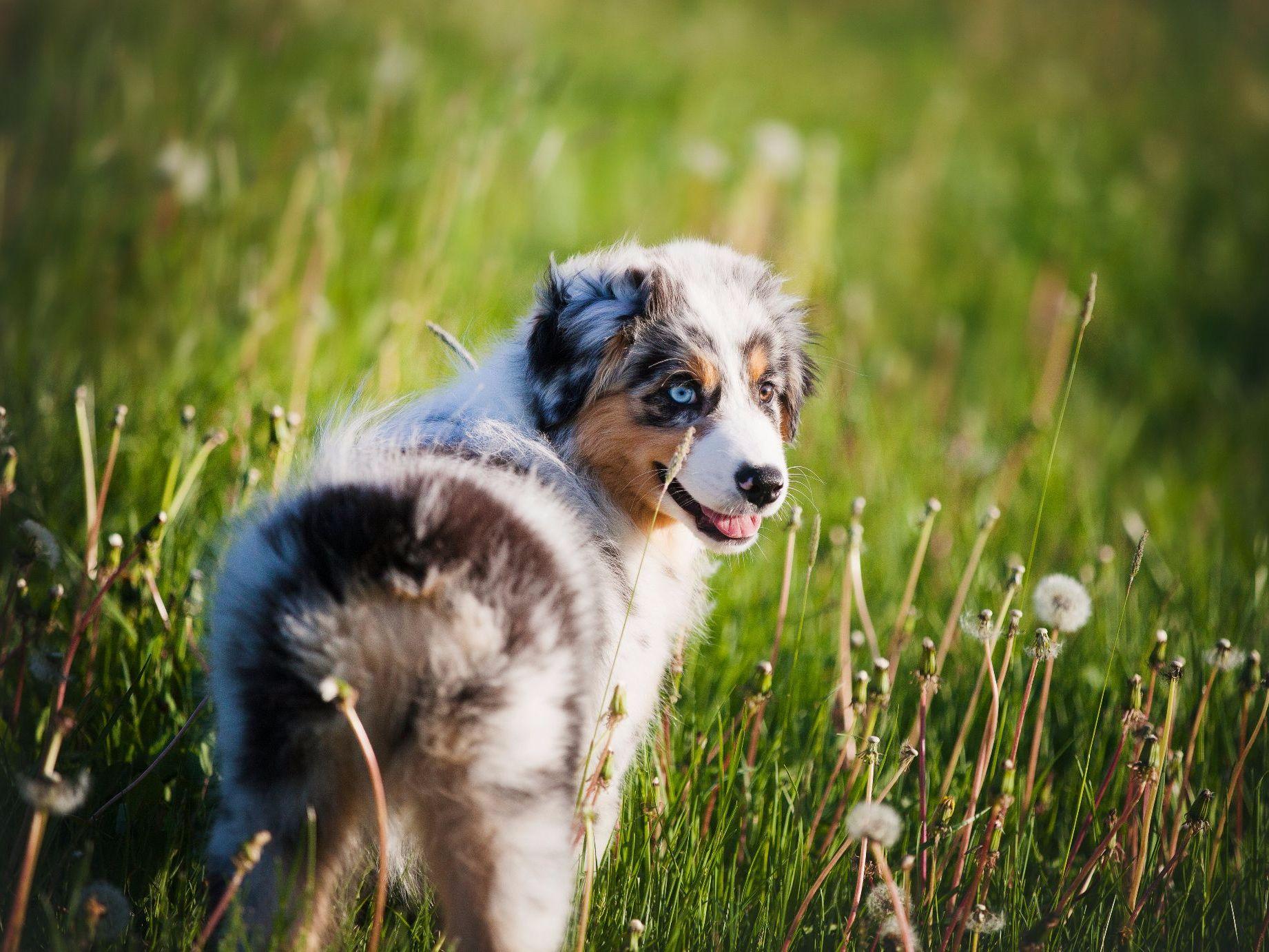 Laconia Australian Shepherds Puppies For Sale