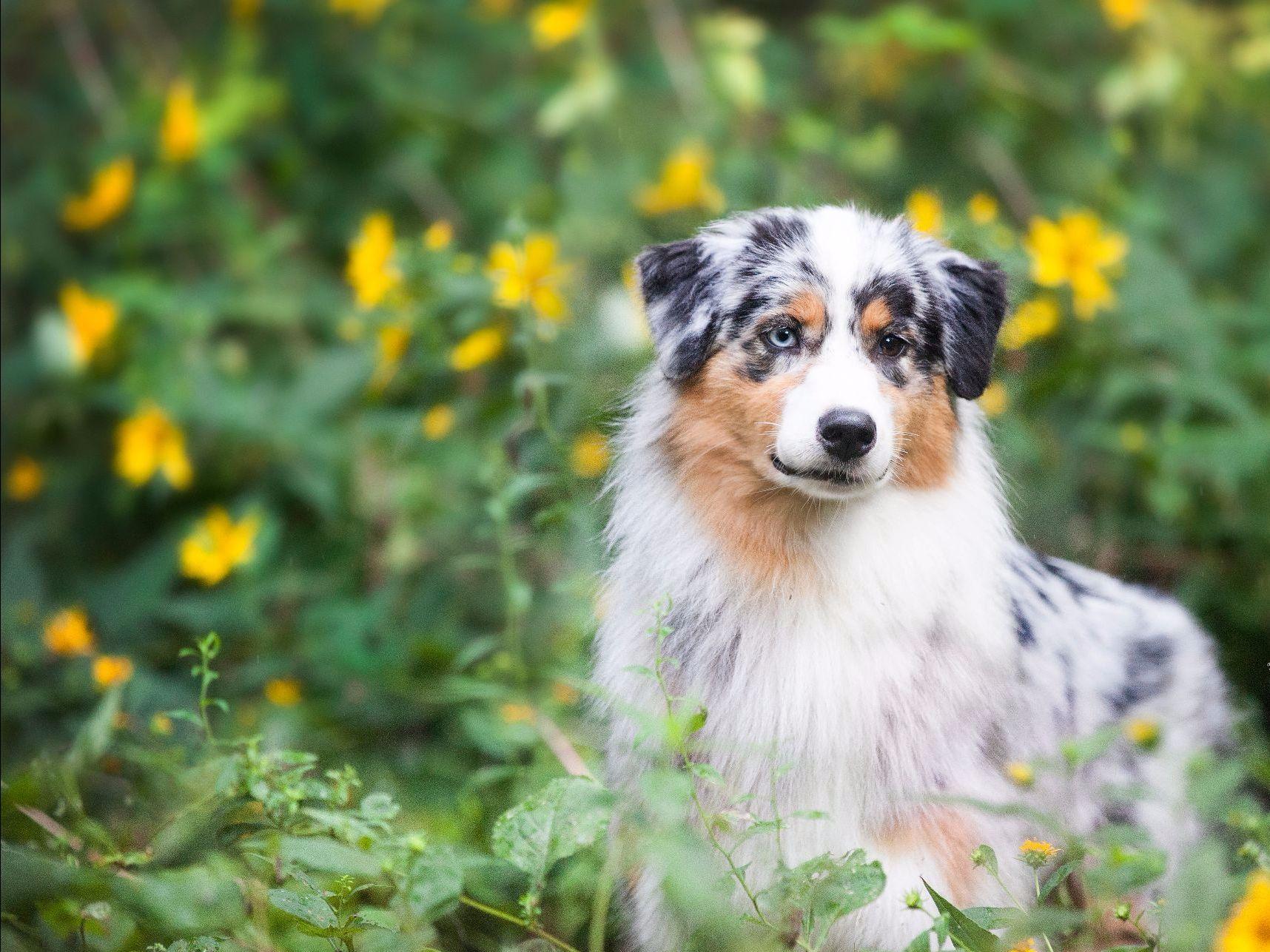 Laconia Australian Shepherds Puppies For Sale