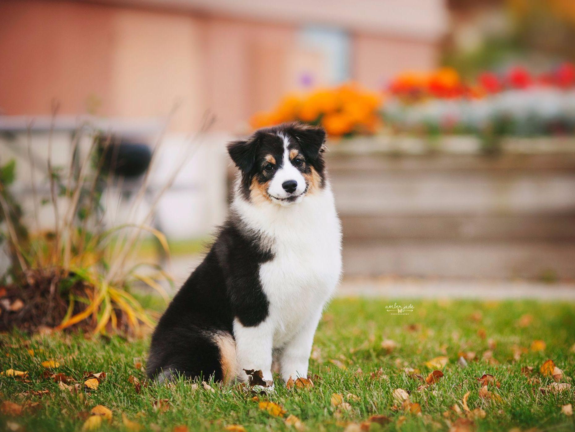 Laconia Australian Shepherds Puppies For Sale