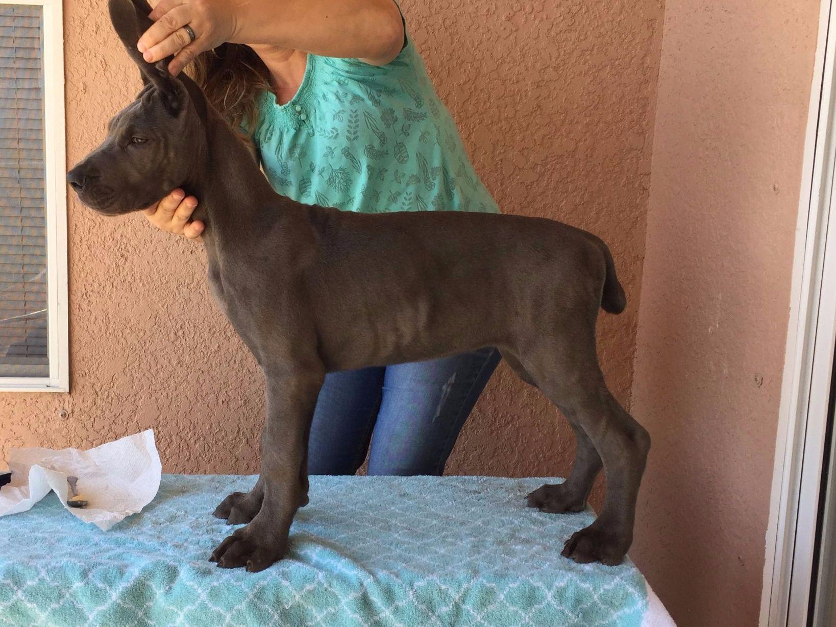 Della Great Danes Great Dane Puppies For Sale