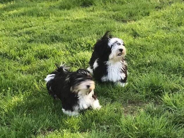 havanese water domarco portuguese water dogs and havanese havanese puppies for sale havanese water domarco portuguese water dogs and havanese havanese puppies for sale