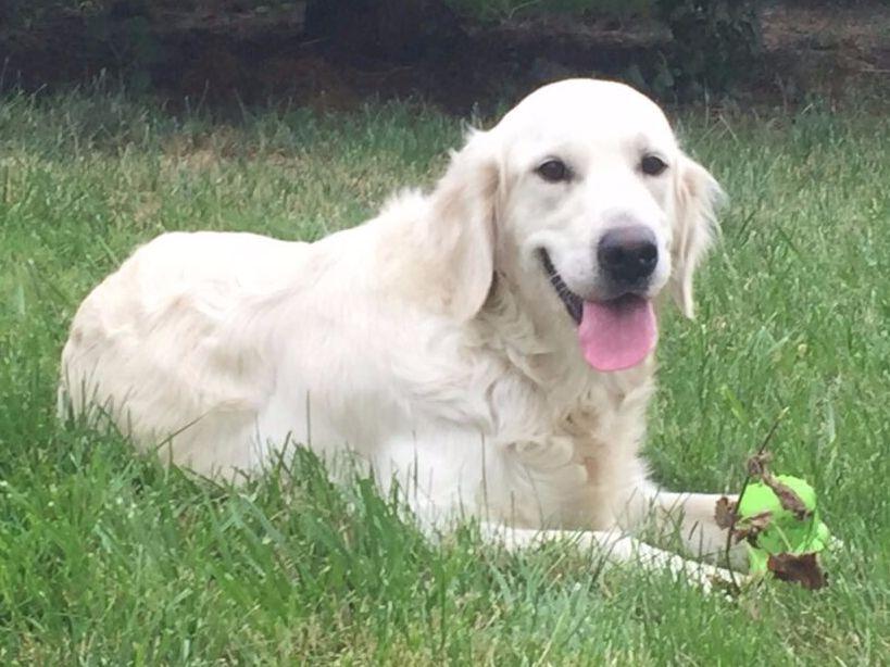 style golden retrievers celtic pride goldens golden retriever puppies for sale style golden retrievers celtic pride goldens golden retriever puppies for sale