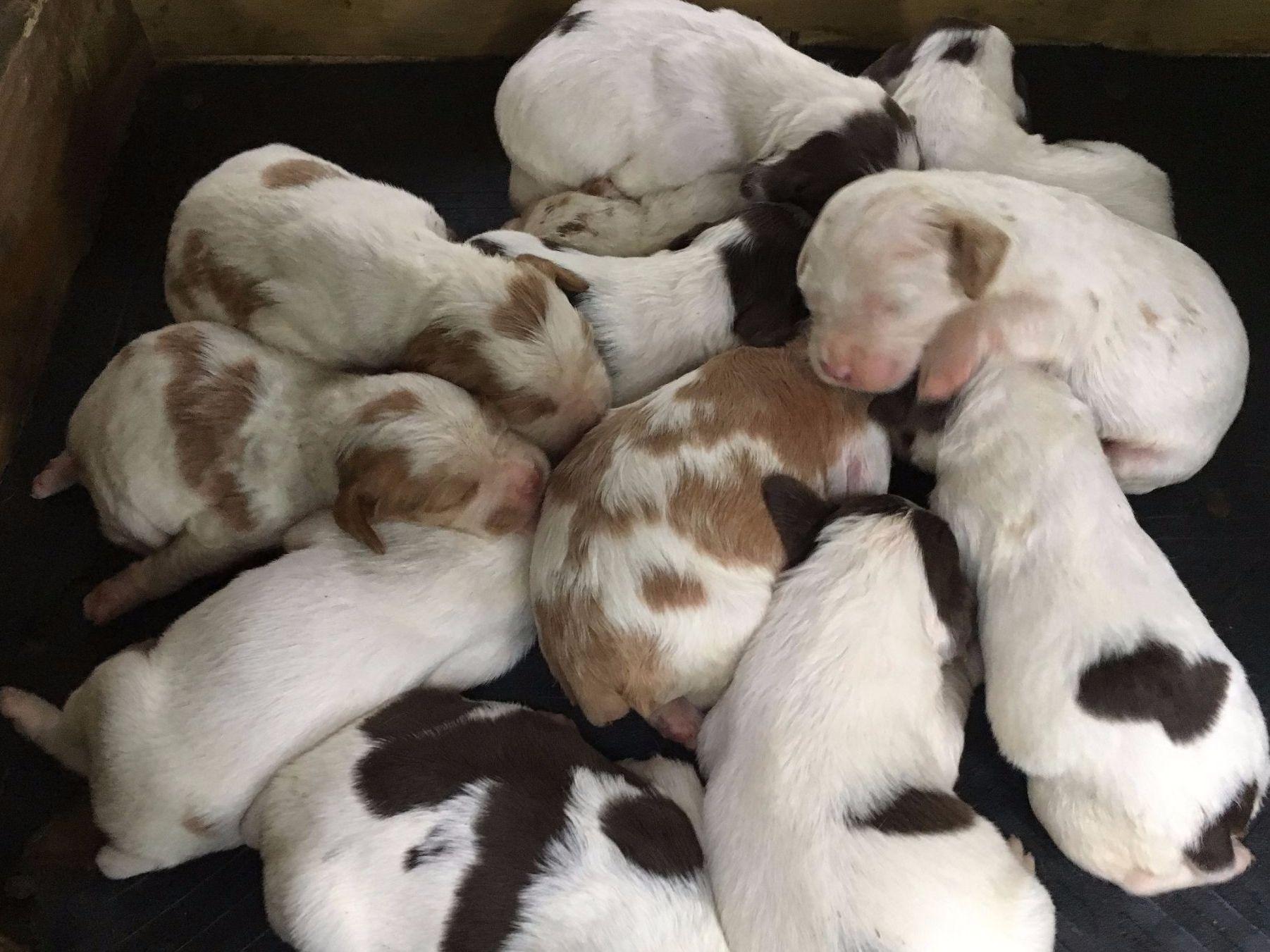 Hilltop Kennel Brittany Puppies For Sale