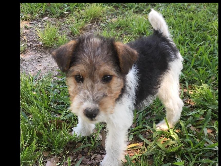 Crystal Ray Wire Fox Terrier Puppies For Sale