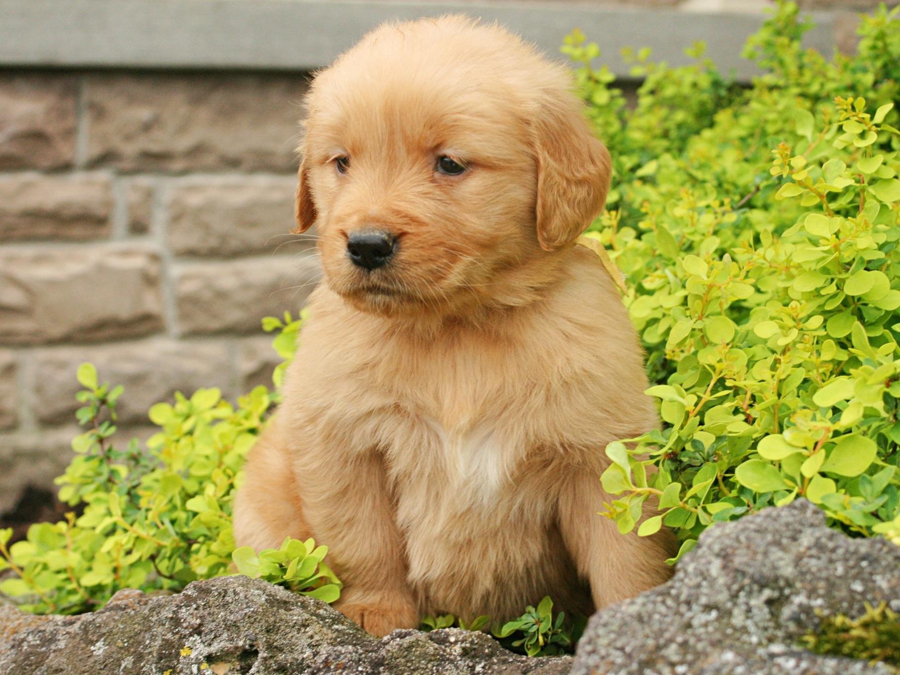 golden retriever farm troyer farm golden retrievers golden retriever puppies for sale golden retriever farm troyer farm golden retrievers golden retriever puppies for sale