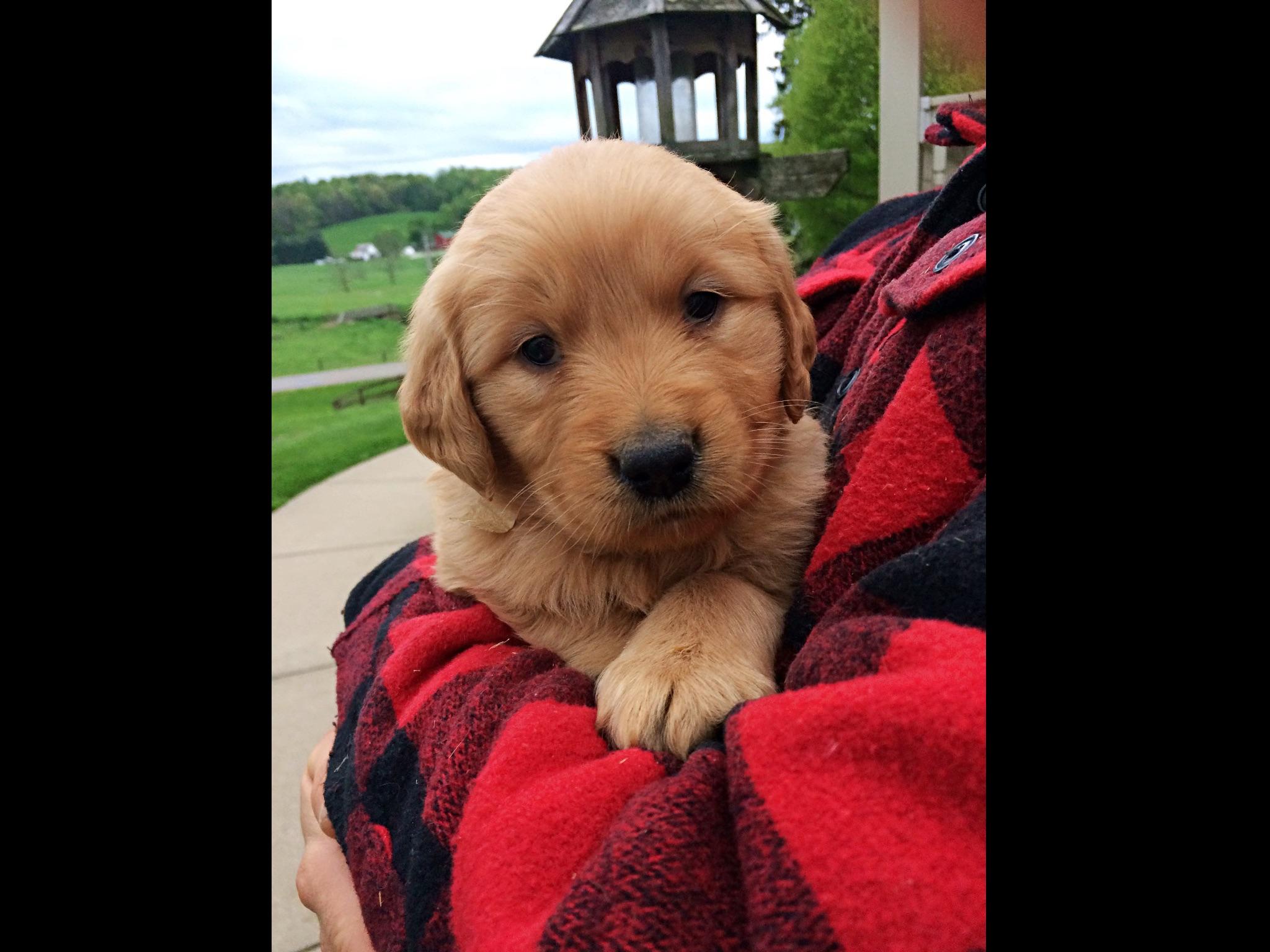 golden retriever farm troyer farm golden retrievers golden retriever puppies for sale golden retriever farm troyer farm golden retrievers golden retriever puppies for sale