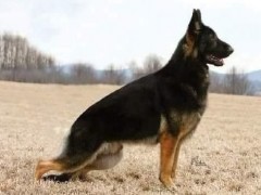 German Shepherd Dog Puppies For Sale Akc Puppyfinder