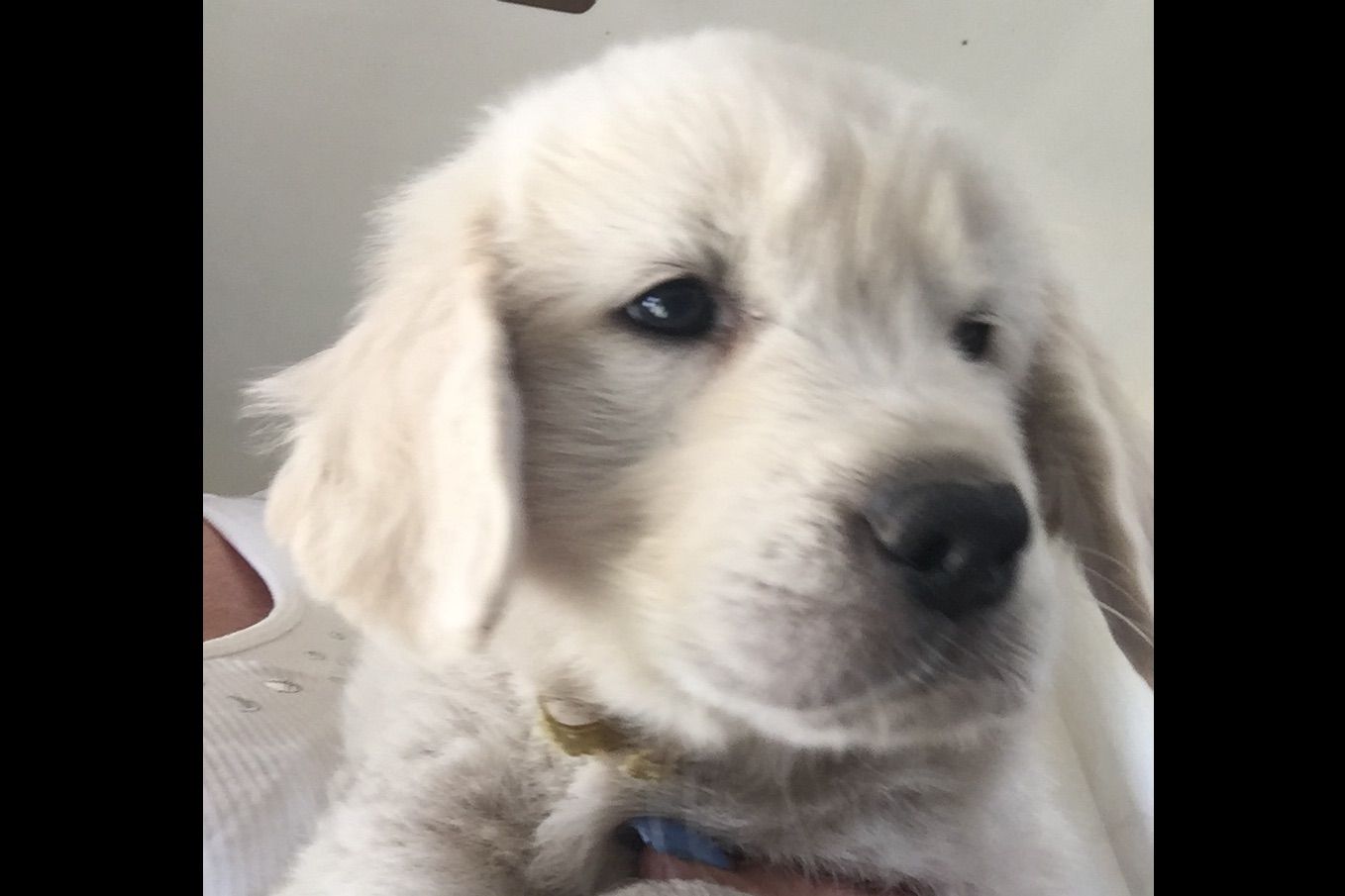 R Ranch Golden Retrievers Golden Retriever Puppies for Sale in Orland