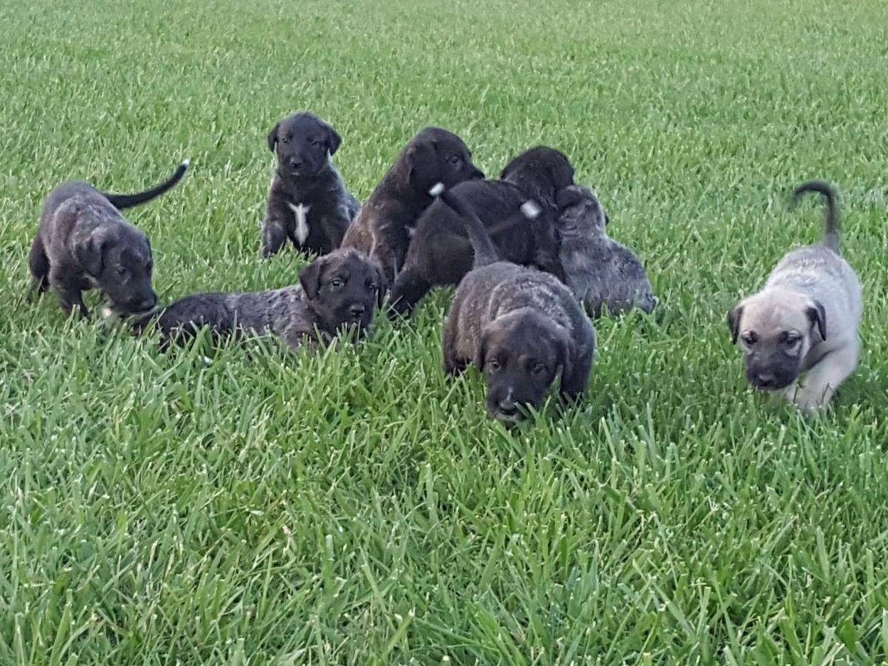 Rustic Rose Kennel Shad Truelove Puppies For Sale