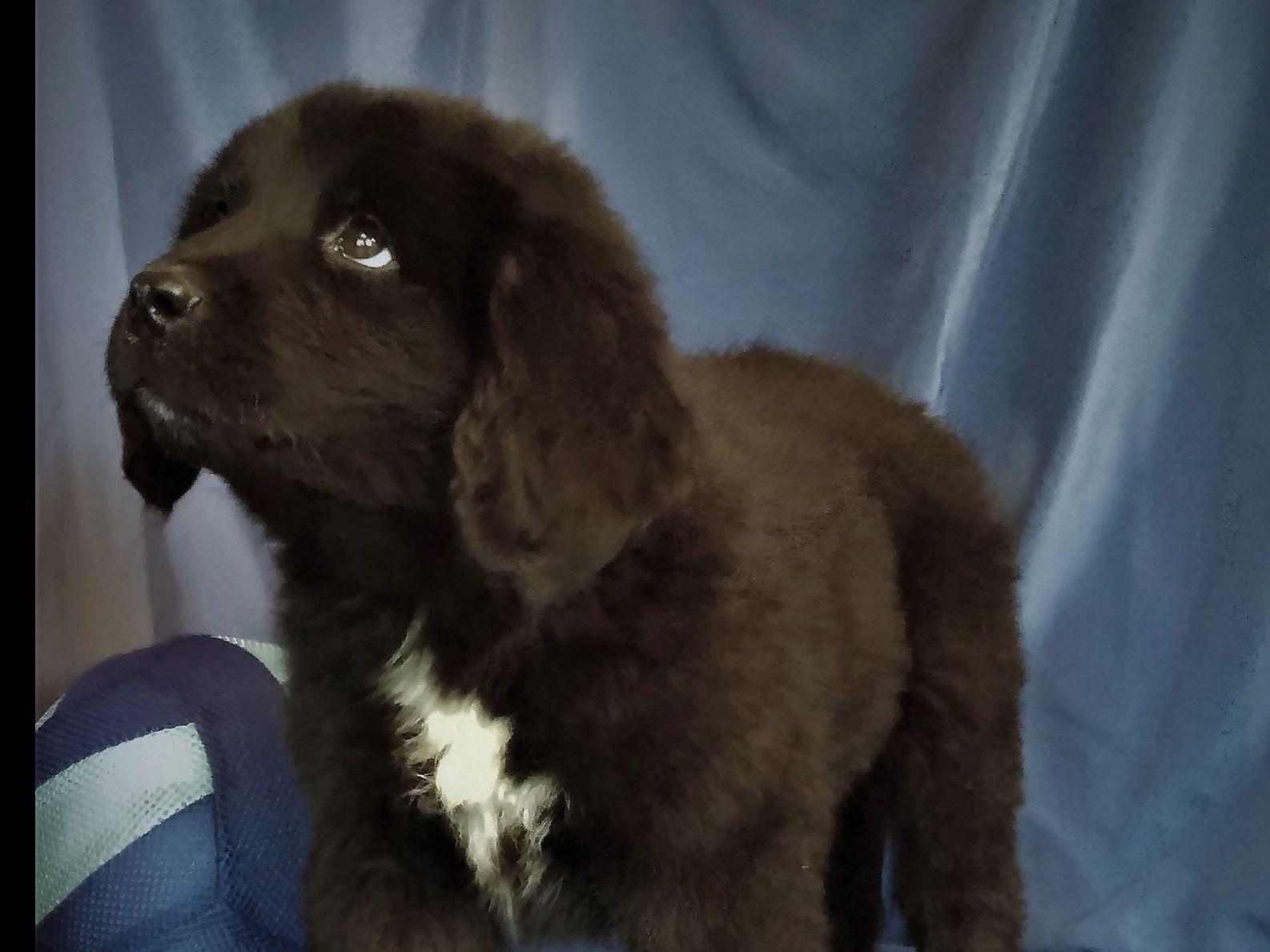 Niangua River Newfoundlands Newfoundland Puppies for Sale in Elkland, MO AKC Marketplace