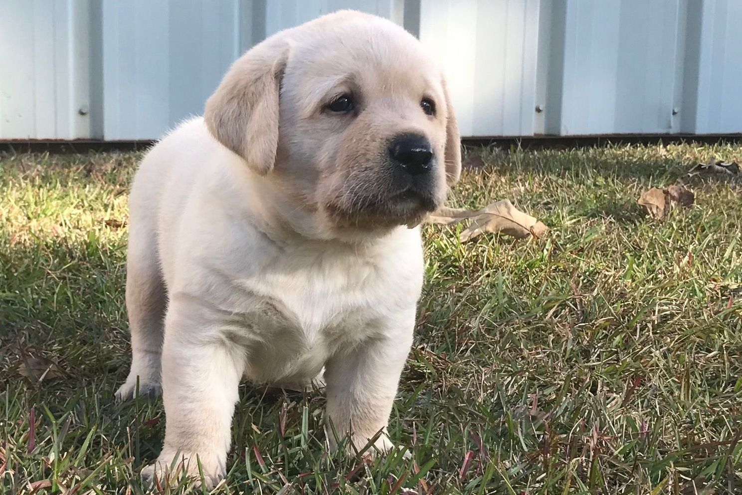 McMath English Labradors Puppies For Sale