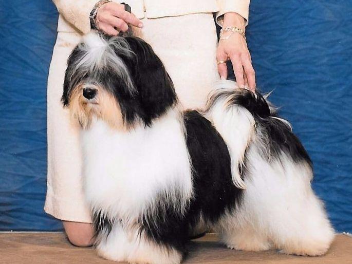 Viva Havanese Havanese Puppies for Sale in Binghamton, NY AKC