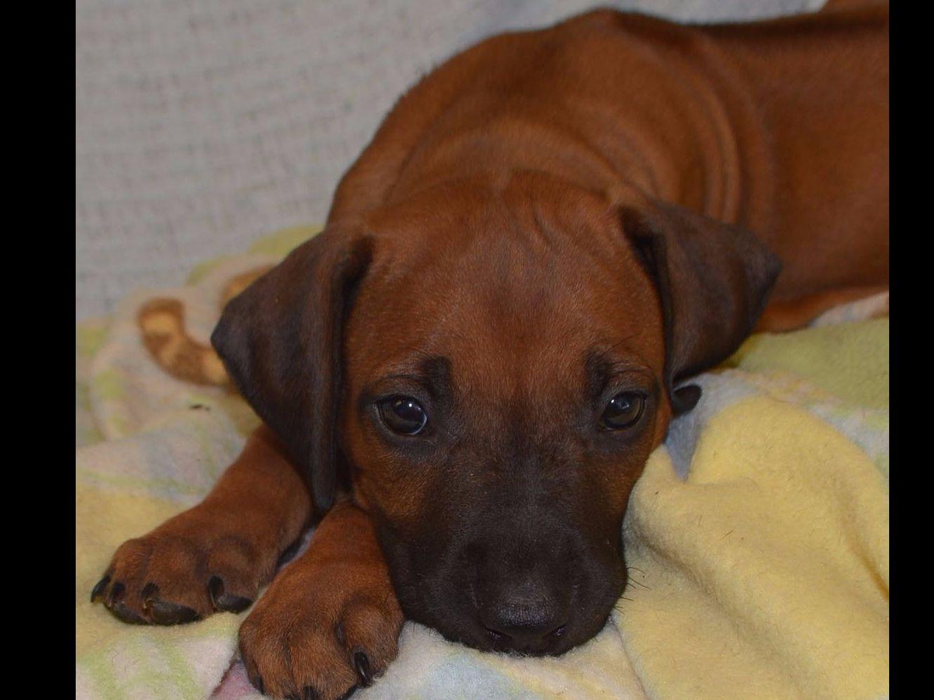 Rhodesian Ridgeback Puppies For Sale In California