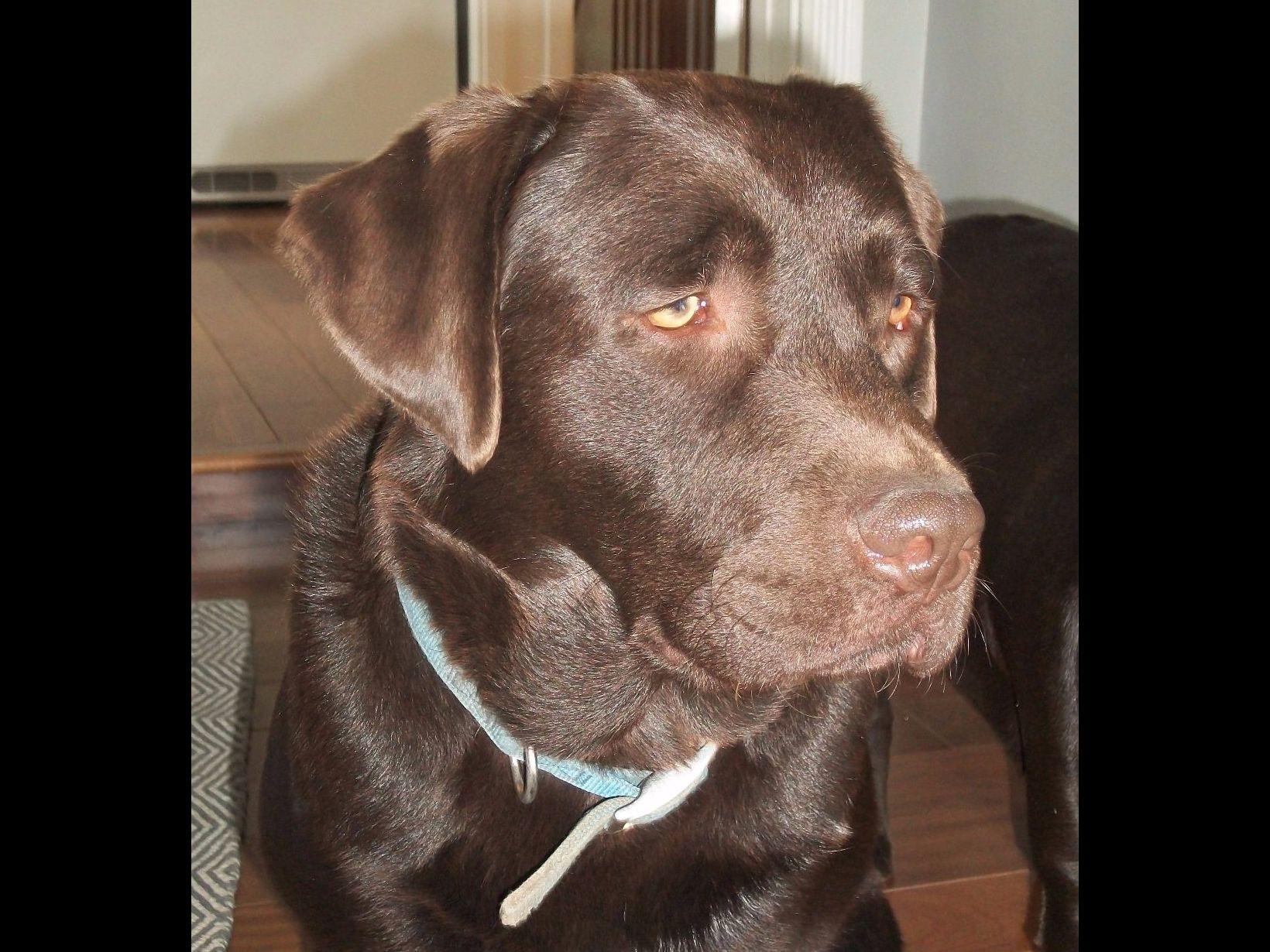 Somerset Labrador Retrievers Puppies For Sale