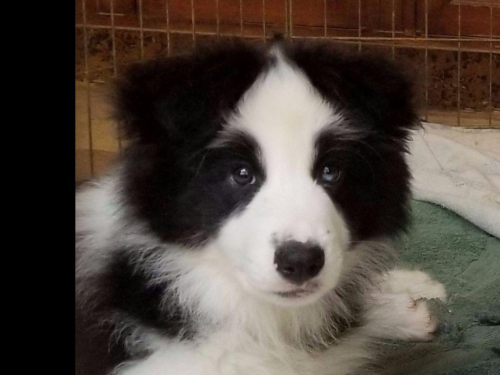 Solaras Border Collies and Barbara Fitzgerald Border Collie Puppies