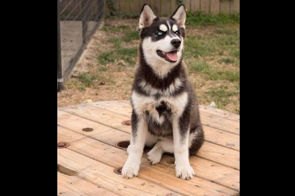 Minchew's Siberian Huskies Puppies For Sale