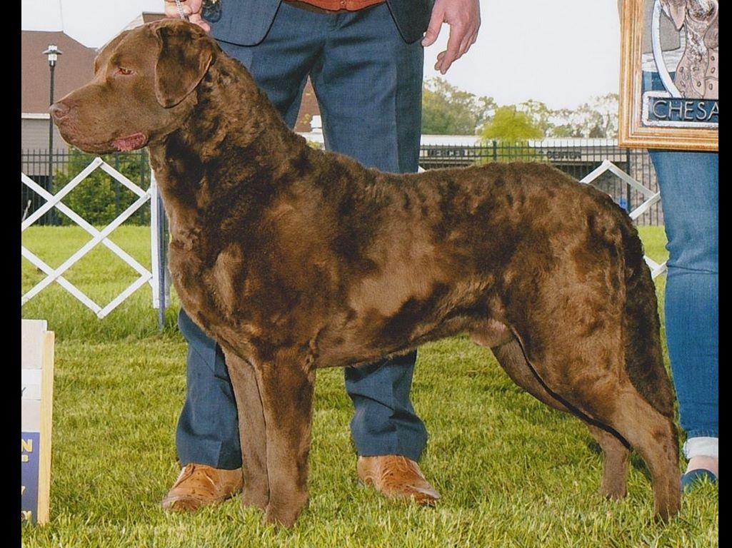 Redlion Kennel Puppies For Sale