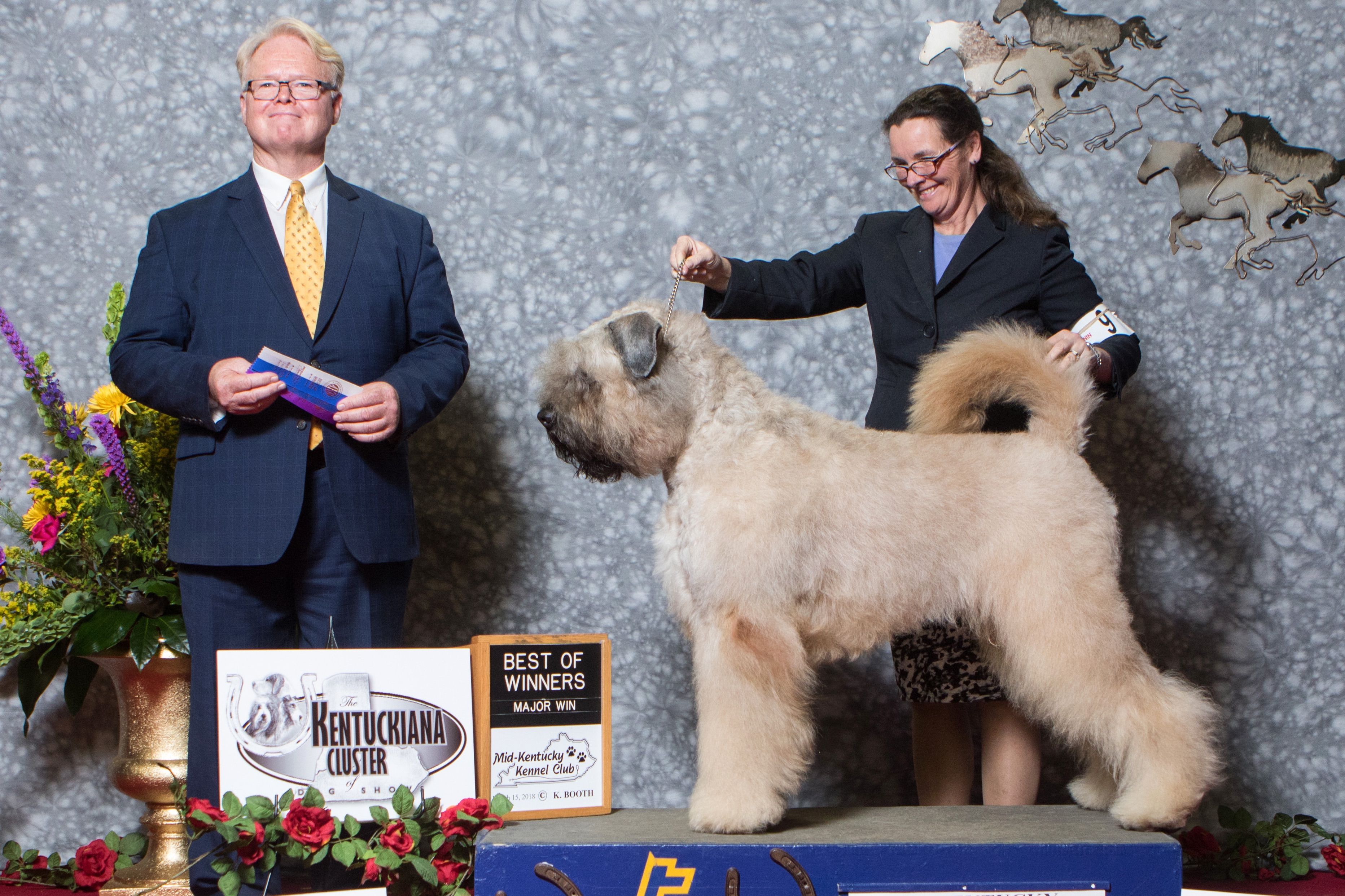 Christine Proctor/SLR Kennels Bouvier des Flandres Puppies for Sale