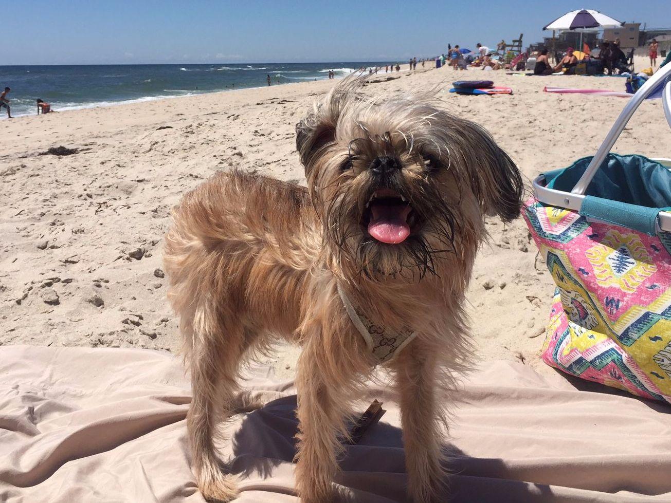 Pups2love raised with love by Crystal Taylor Yorkshire Terrier Puppies for Sale in Mansfield