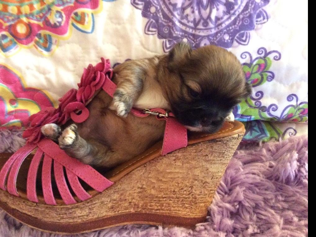 Shih Tzu Puppies For Sale In Georgia