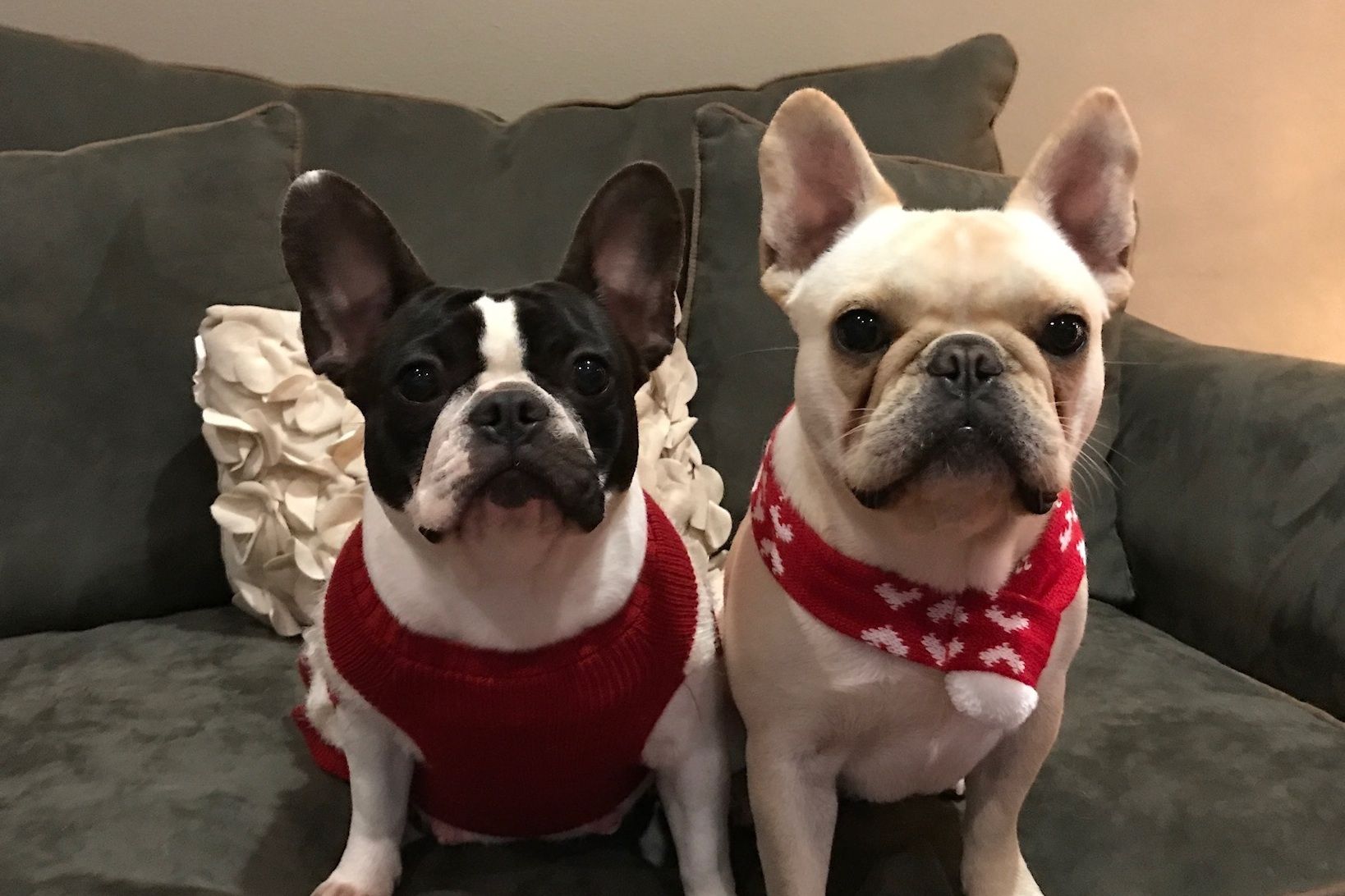 Lighthouse frenchies puppies for sale