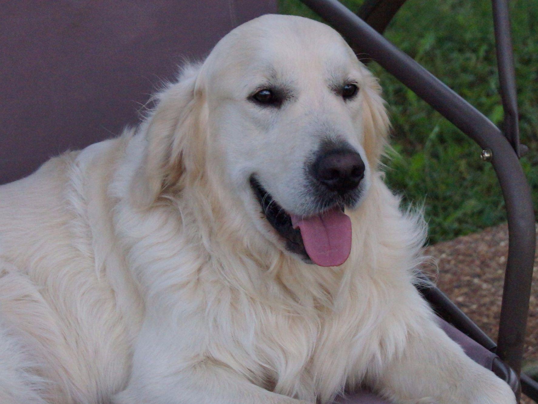 Bremer Kennels Golden Retriever Puppies for Sale in Azle, TX AKC