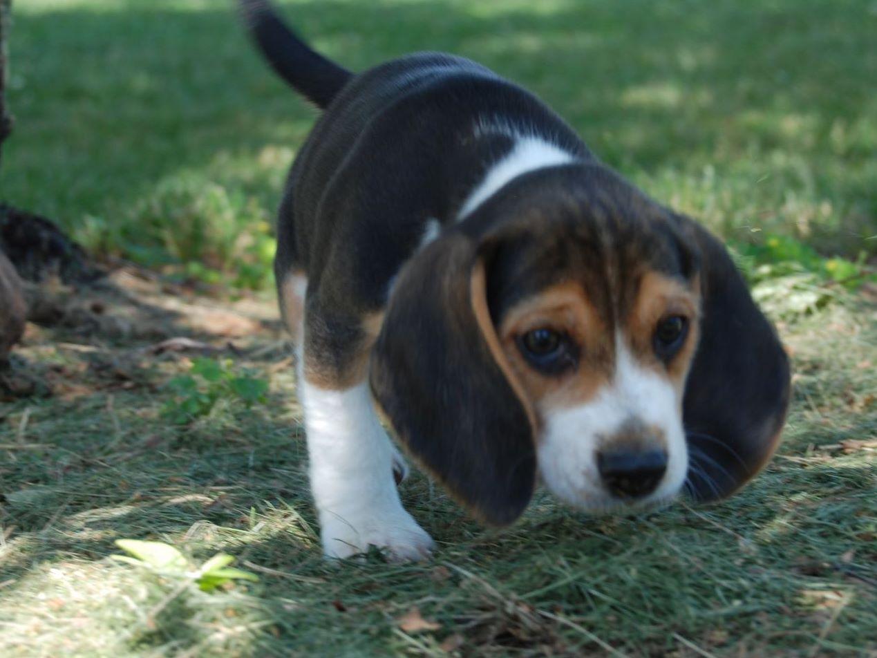 Circle Hill Beagles Beagle Puppies for Sale in Duncannon, PA AKC Marketplace