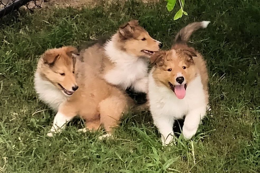 Spring Bank Collies Collie Puppies for Sale in Nashville, NC AKC Marketplace