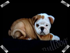 rottweiler puppies for sale maui