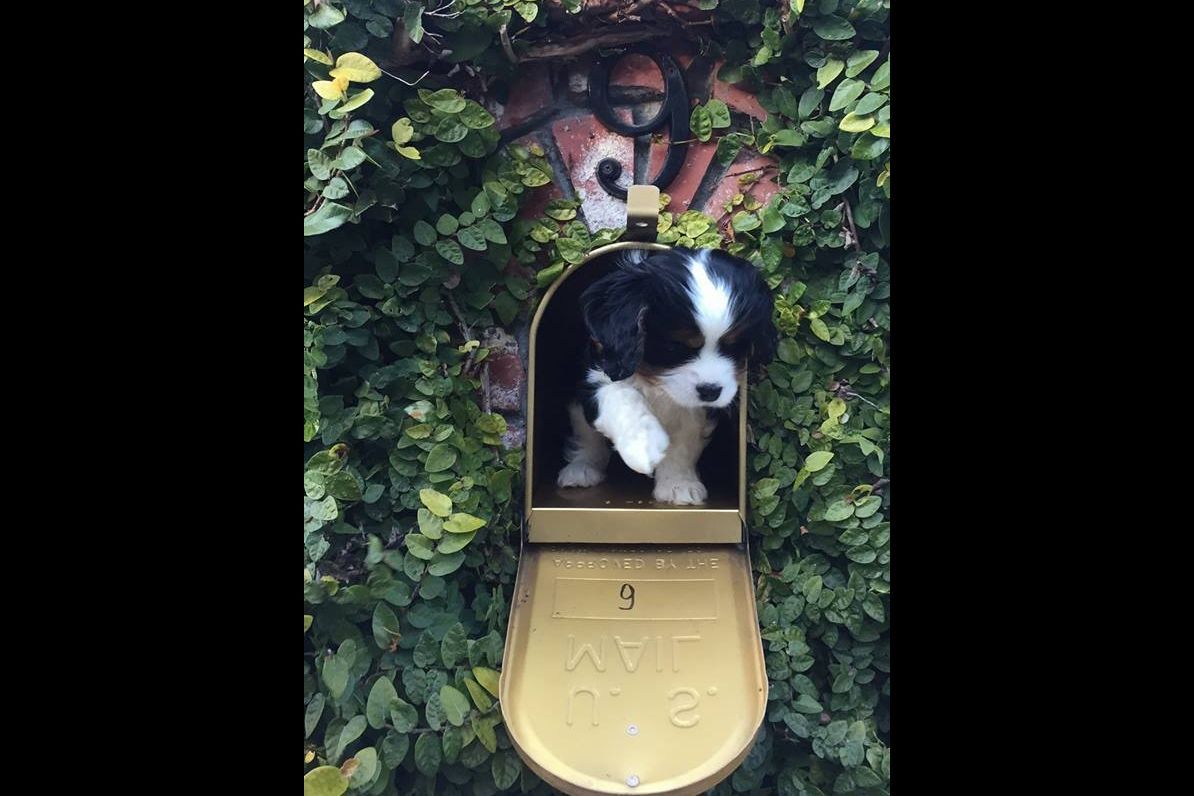 Whitehall Cavaliers Cavalier King Charles Spaniel Puppies for Sale in