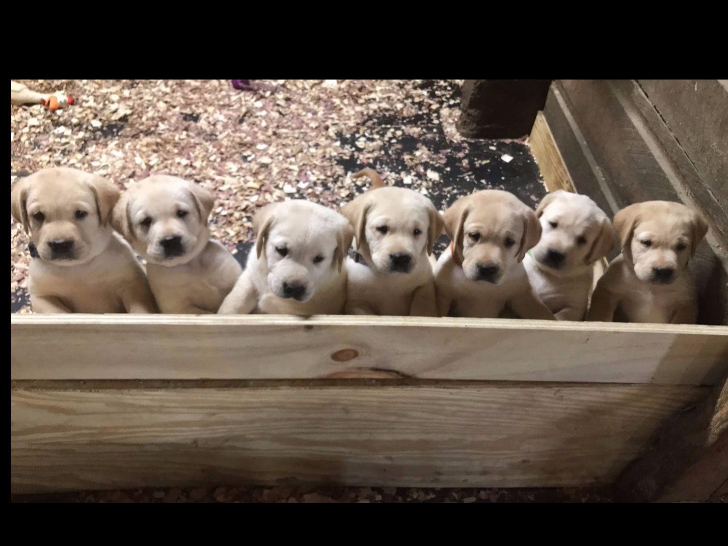 Mackenzie Boone Puppies For Sale