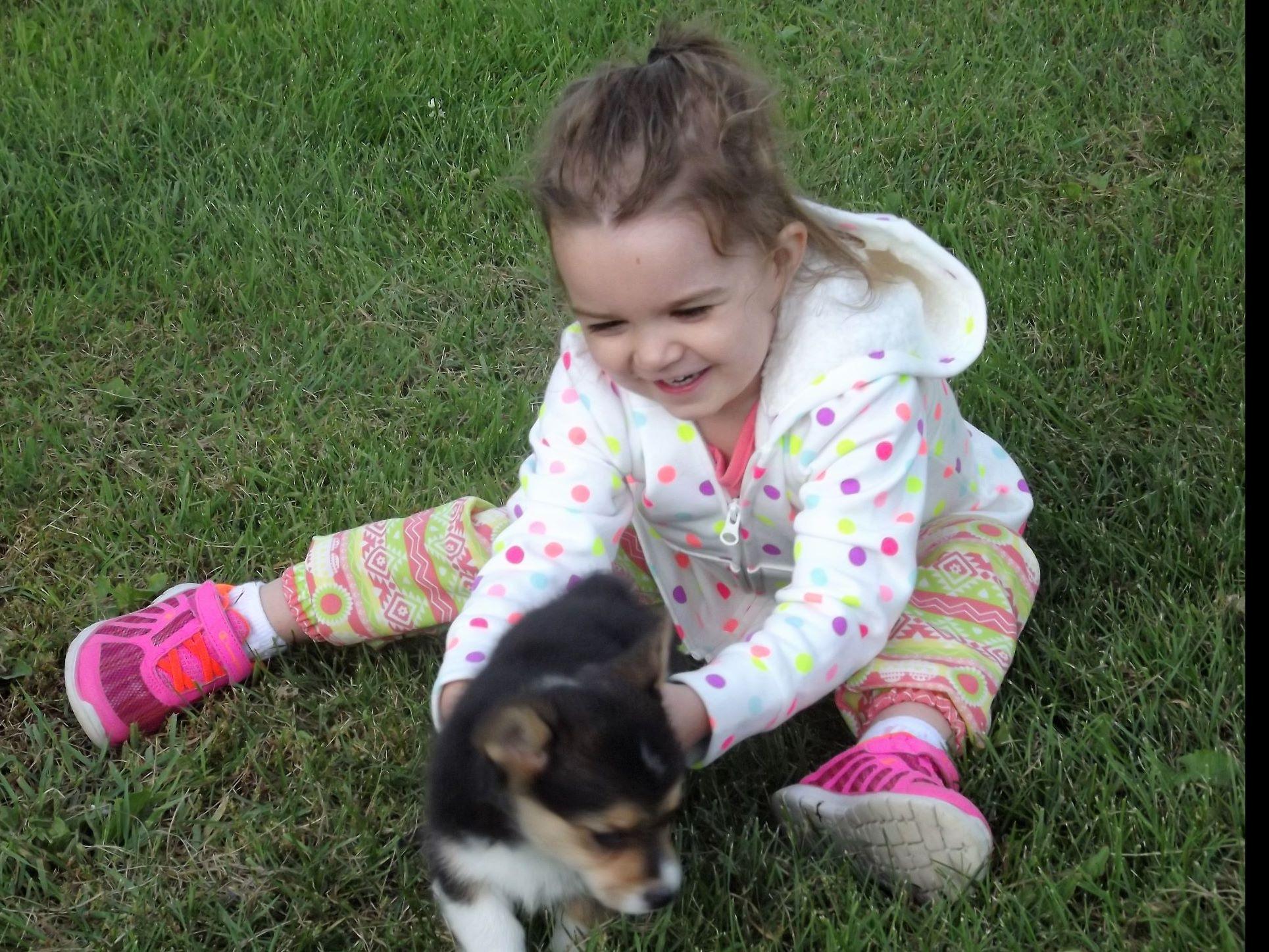 Angel Heart Kennel Pembroke Welsh Puppies for Sale in Bagley