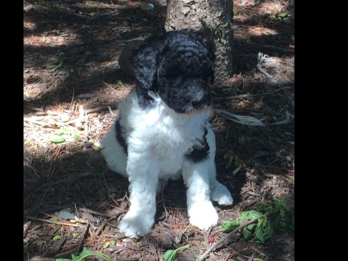 Free State Pedigrees Poodle Puppies for Sale in Leavenworth, KS AKC