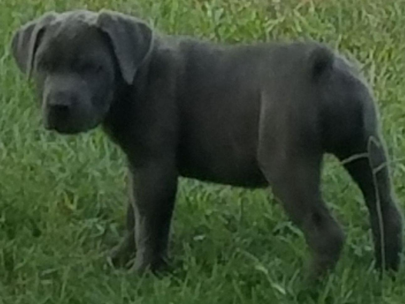 Louisiana's DTR Cane Corsos Puppies For Sale