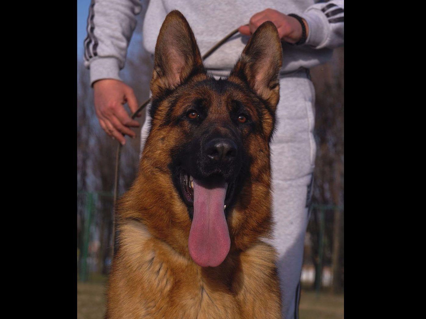 Rheinhardt Kennels German Shepherd Dog Puppies for Sale in London, KY