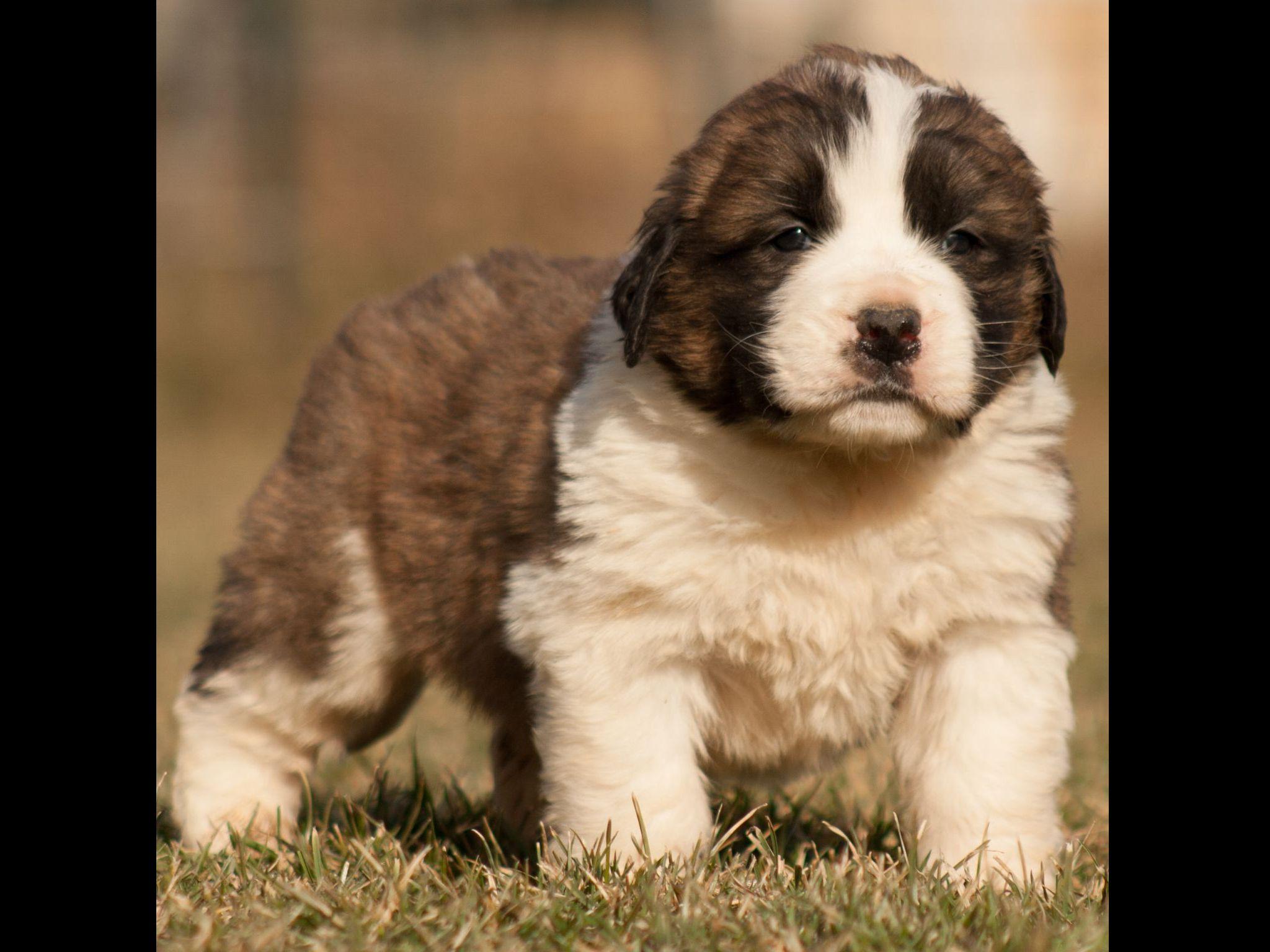 Homestead Saint Bernards Puppies For Sale