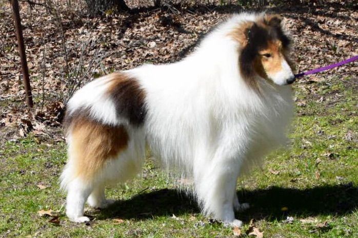 akc marketplace shelties