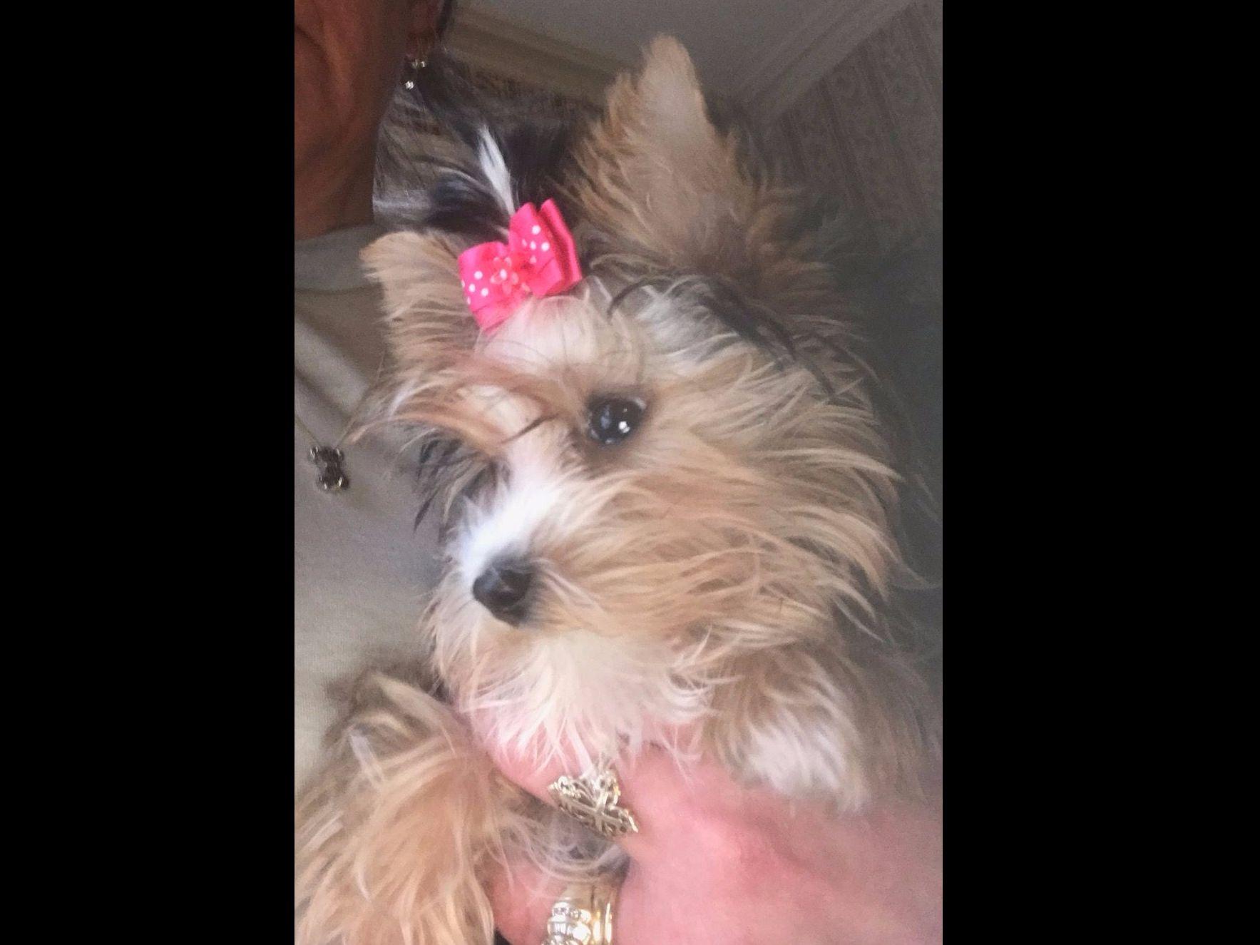 Yorkies Traditional, Chocolates And Parti's Puppies For Sale