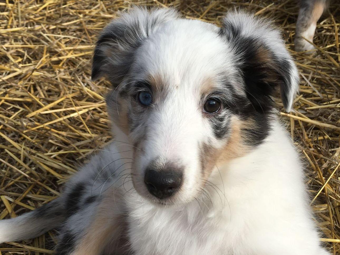 Angel Blue Shelties Shetland Sheepdog Puppies for Sale in Mcpherson